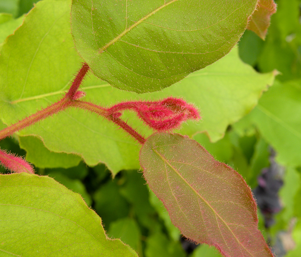 Image of Corymbia torelliana specimen.