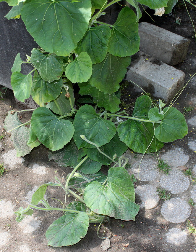 Image of Lagenaria siceraria specimen.