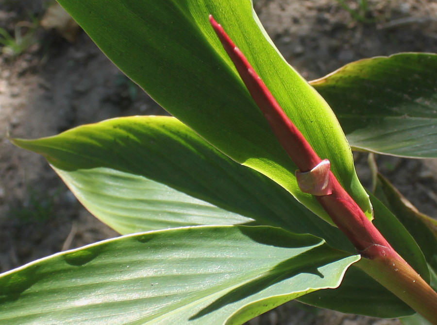 Изображение особи Cautleya gracilis.