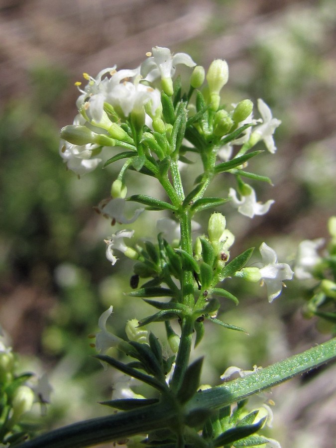 Image of Galium humifusum specimen.