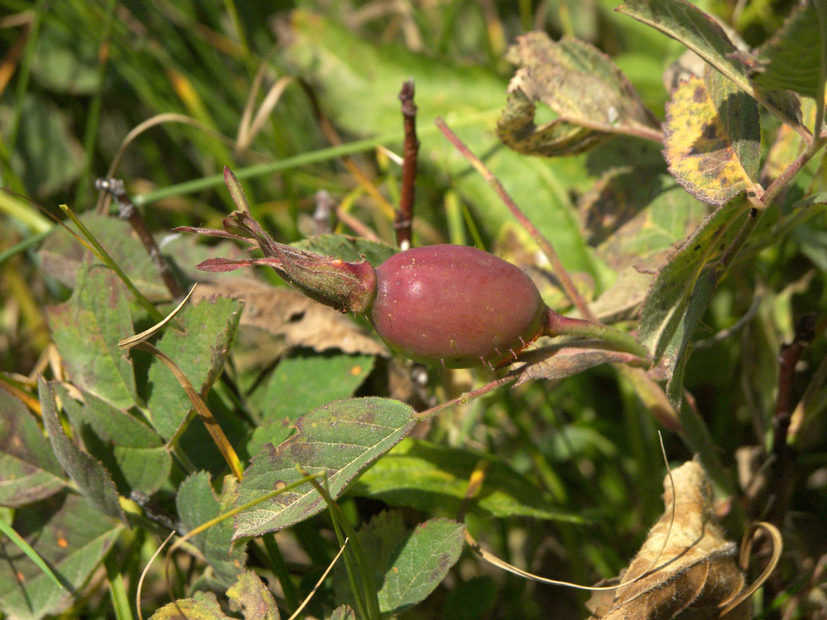 Image of Rosa pubicaulis specimen.