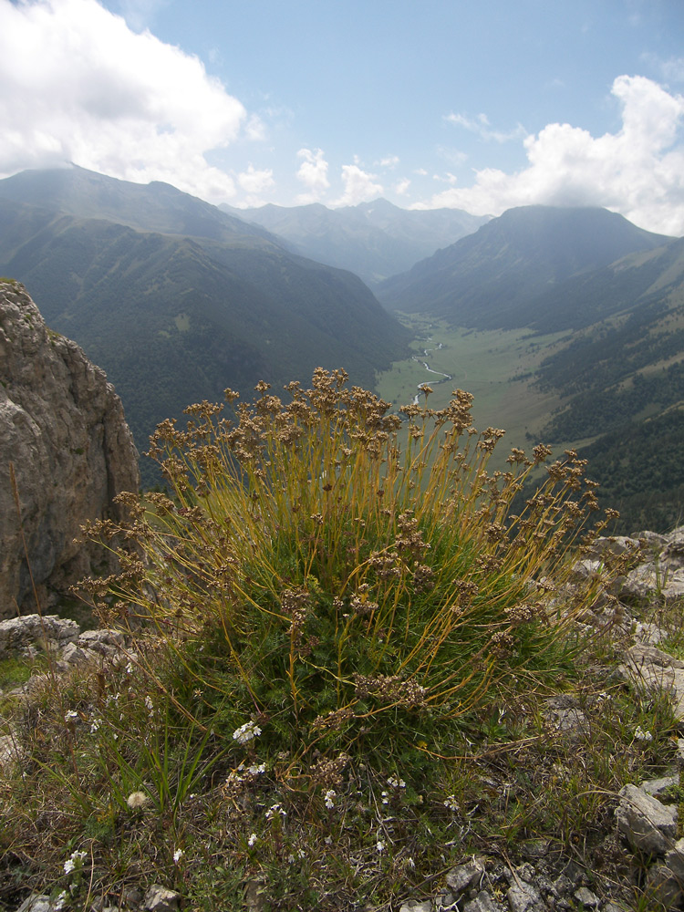 Image of Gypsophila tenuifolia specimen.