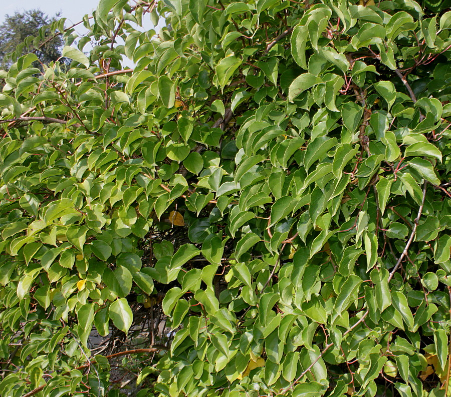 Image of Actinidia arguta specimen.