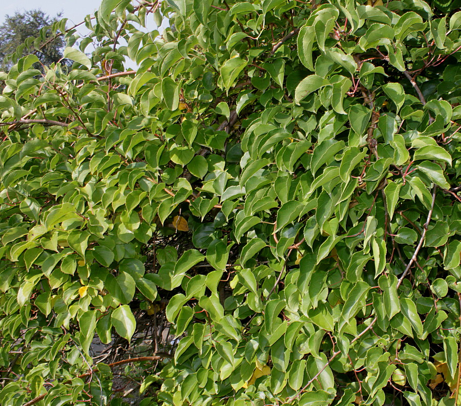 Изображение особи Actinidia arguta.