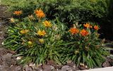 Gazania × hybrida. Цветущие растения. Украина, г. Запорожье, Правый берег, ул. Сковороды, клумба. 29.08.2014.