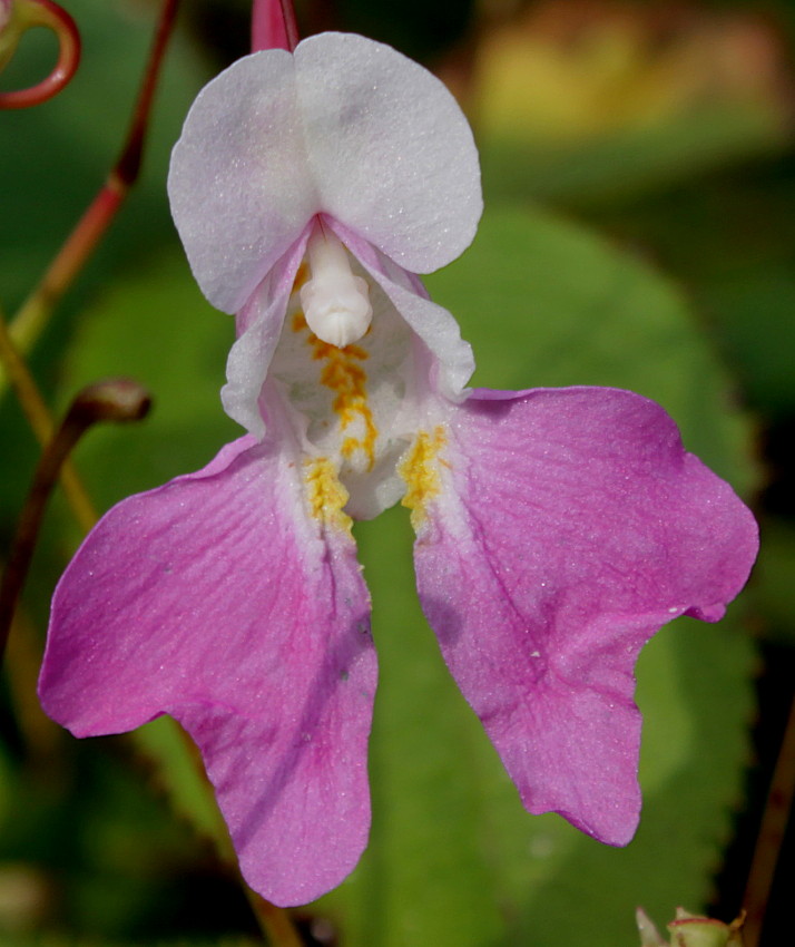 Image of Impatiens balfourii specimen.