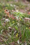 Gymnospermium alberti. Цветущее растение. Южный Казахстан, горы Алатау, Западное ущелье, ~1000 м н.у.м. 11.04.2014.