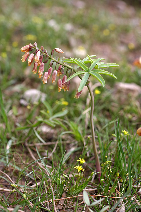 Image of Gymnospermium alberti specimen.