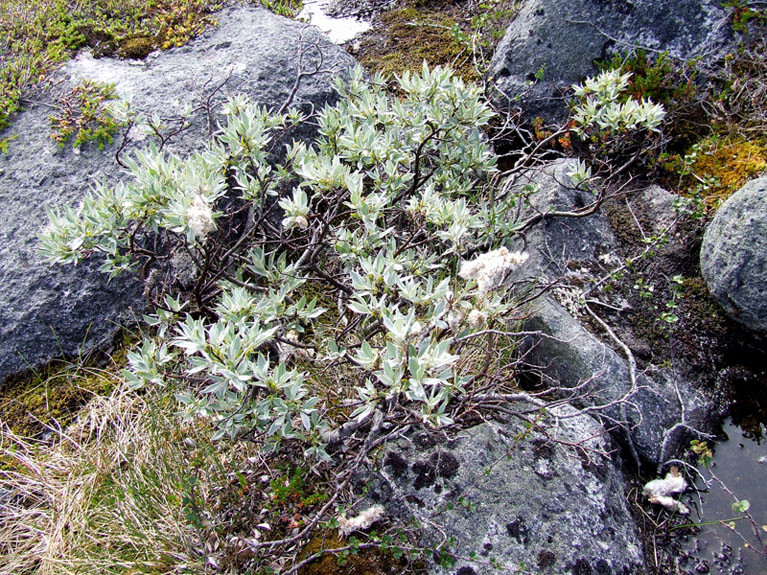 Image of Salix lapponum specimen.