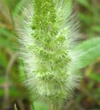 Polypogon monspeliensis. Соцветие. Ставропольский кр., Будённовский р-н, с. Покойное, пойма р. Кумы. 18.06.2009.