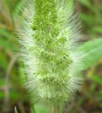 Polypogon monspeliensis