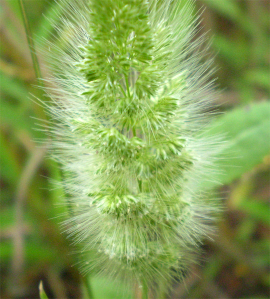 Image of Polypogon monspeliensis specimen.