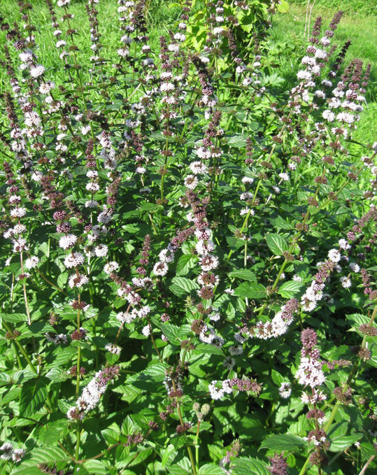 Image of Mentha &times; gracilis specimen.