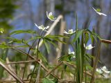 Anemone debilis