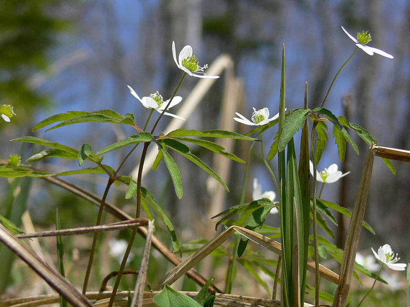 Изображение особи Anemone debilis.