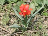 Tulipa greigii