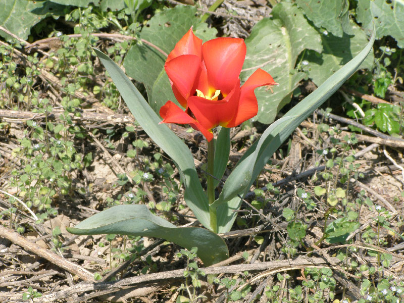 Image of Tulipa greigii specimen.