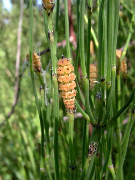 Изображение особи Equisetum ramosissimum.