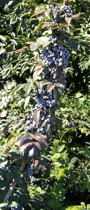 Изображение особи Mahonia aquifolium.