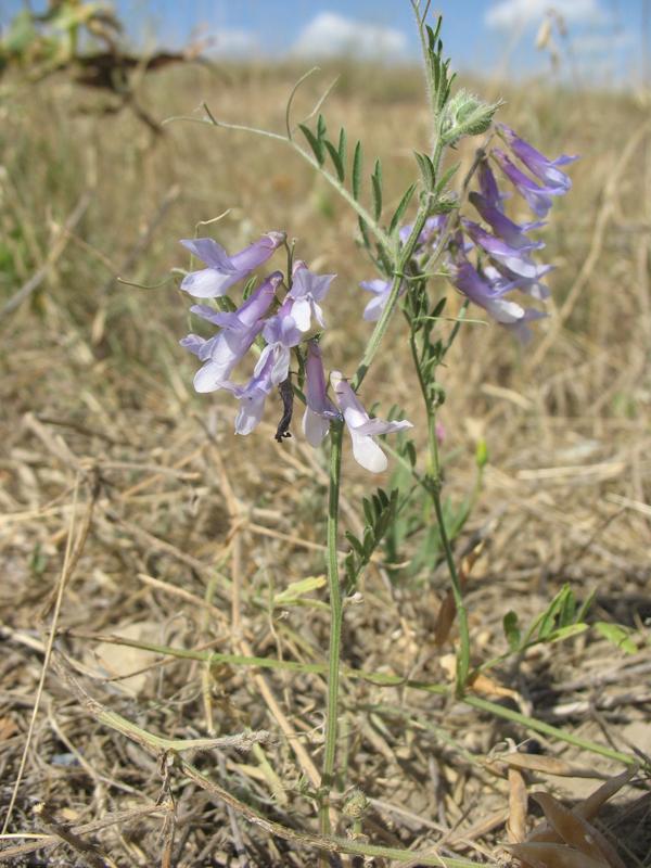 Изображение особи Vicia villosa.