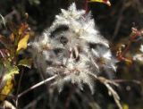 Clematis vitalba