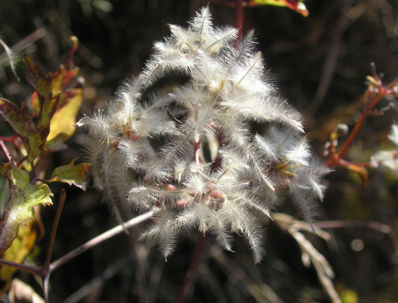 Image of Clematis vitalba specimen.