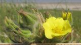 Potentilla astracanica