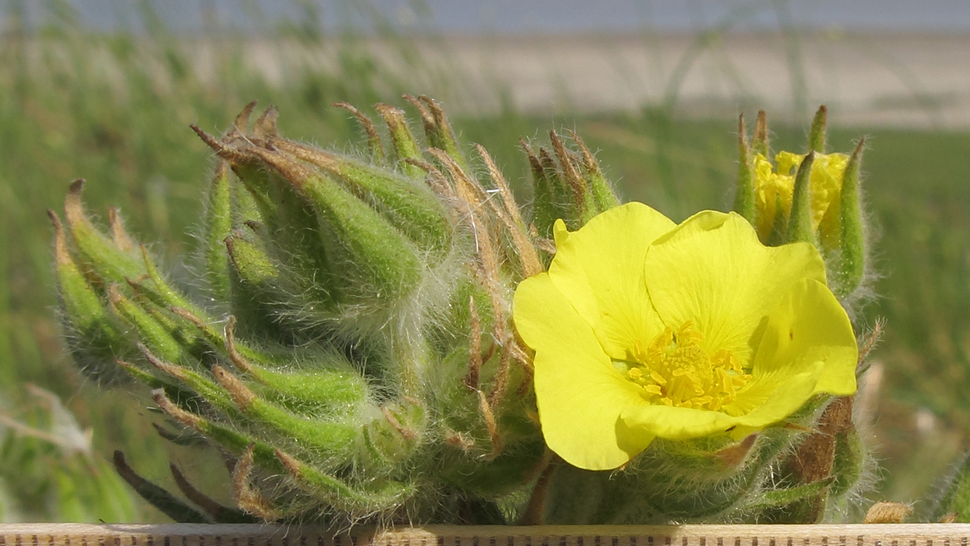 Image of Potentilla astracanica specimen.