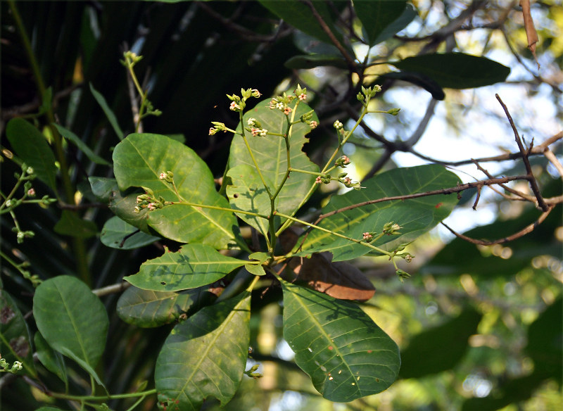 Изображение особи Anacardium occidentale.