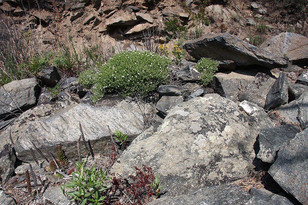 Image of Stellaria dichotoma specimen.