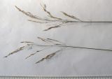 Poa palustris