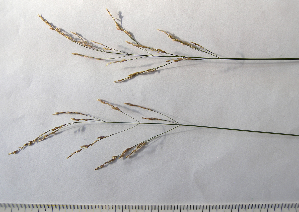 Image of Poa palustris specimen.