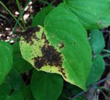 Dioscorea caucasica. Лист с поражениями. Краснодарский край, Сочи, окр. с. Ахштырь, лес, ≈ 100 м н.у.м. 16.07.2015.