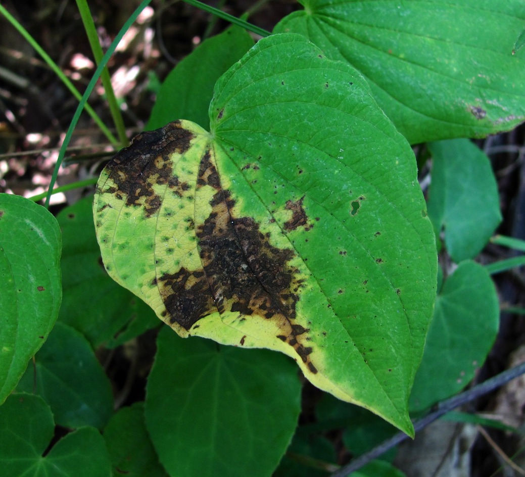 Изображение особи Dioscorea caucasica.