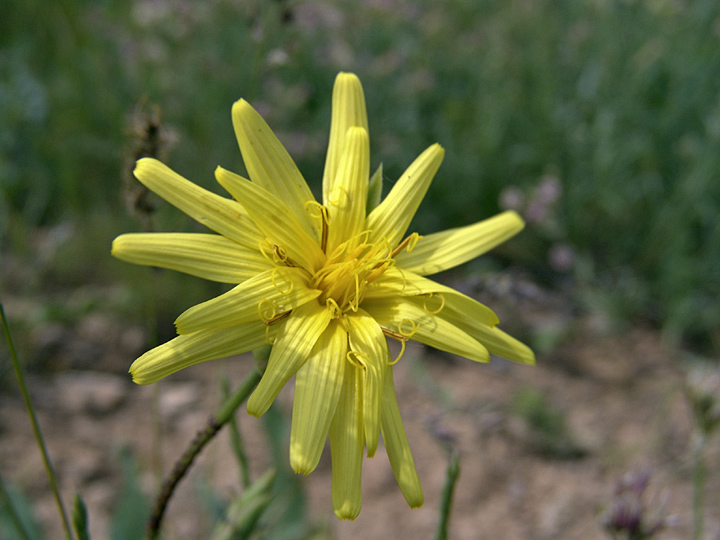 Image of Scorzonera inconspicua specimen.