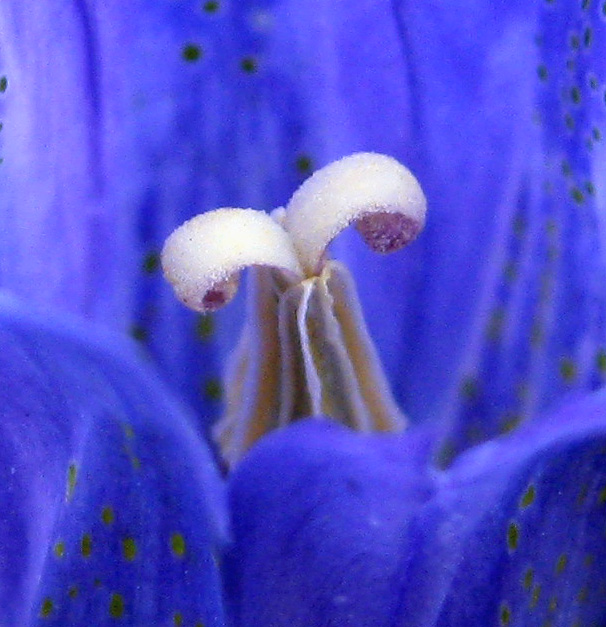 Image of Gentiana pneumonanthe specimen.