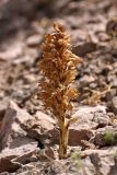 Orobanche sordida