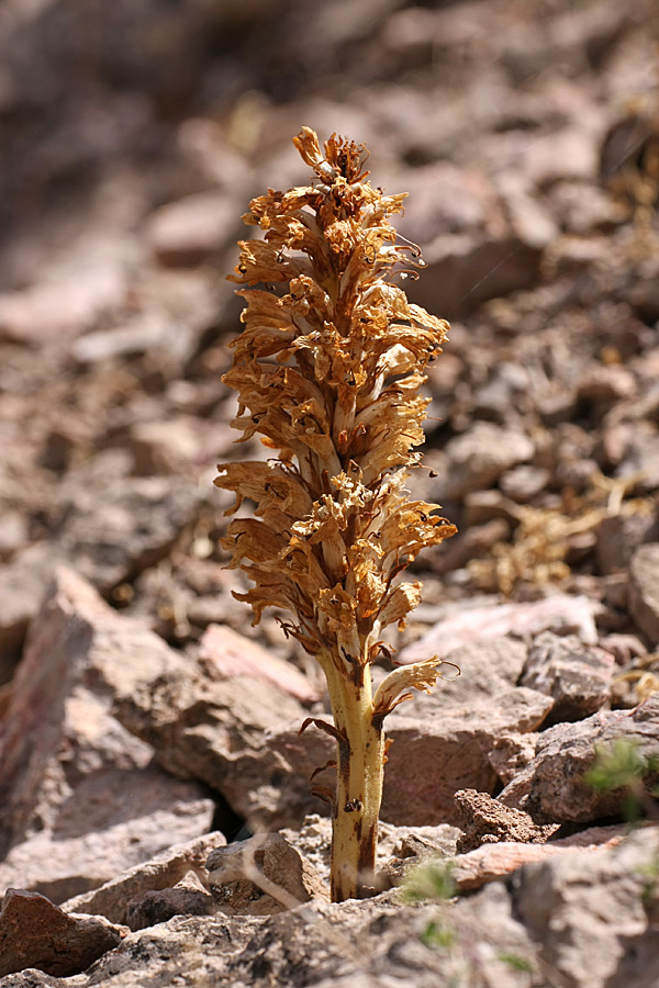 Изображение особи Orobanche sordida.