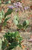 Limonium × erectiflorum. Молодое генеративное растение в цвету, среди вегетирующих особей Limonium gmelinii. Алтайский край, Благовещенский р-н; Центральная Кулунда, восточный борт котловины оз. Кучукское, в 2.5 км к югу от устья р. Кучук, переработанная ложбина древнего устья; полугидроморфный галофильноразнотравно-однолетнесолянковый солончак на засолённом песчано-гравийном аллювии, снесённом вдоль временных водотоков. 27 июля 2014 г.