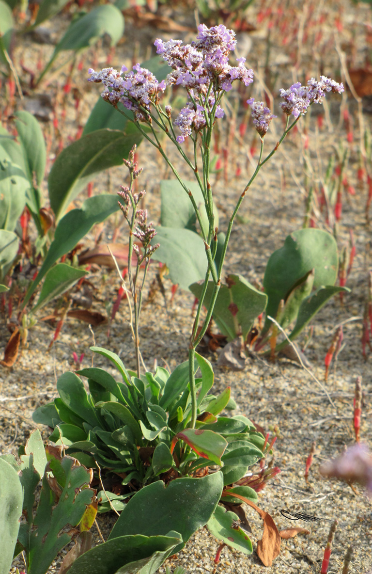 Image of Limonium × erectiflorum specimen.
