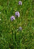 Neotinea tridentata