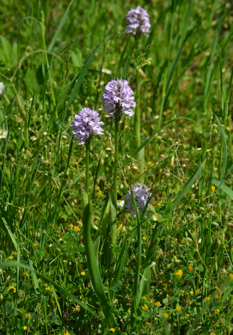 Image of Neotinea tridentata specimen.