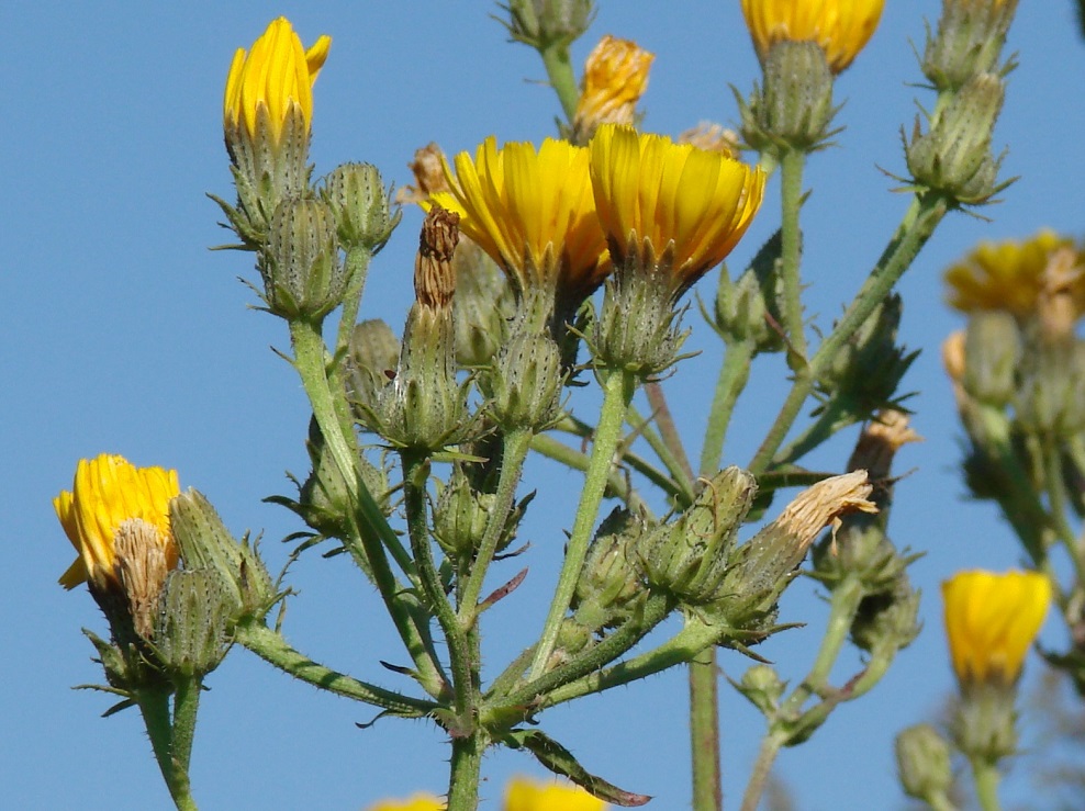 Image of Picris hieracioides specimen.