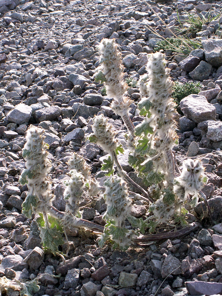 Image of Lagopsis flava specimen.