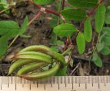 Astragalus glycyphyllos