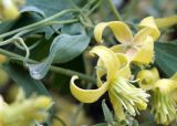 Clematis orientalis