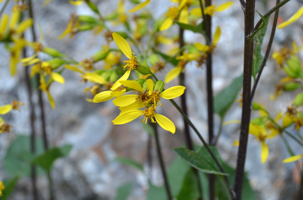 Image of Ligularia thomsonii specimen.