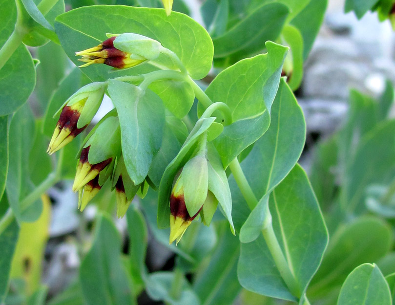 Изображение особи Cerinthe minor.