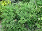 Euphorbia tithymaloides. Побеги с соцветиями. Австралия, г. Брисбен, ботанический сад. 16.01.2016.