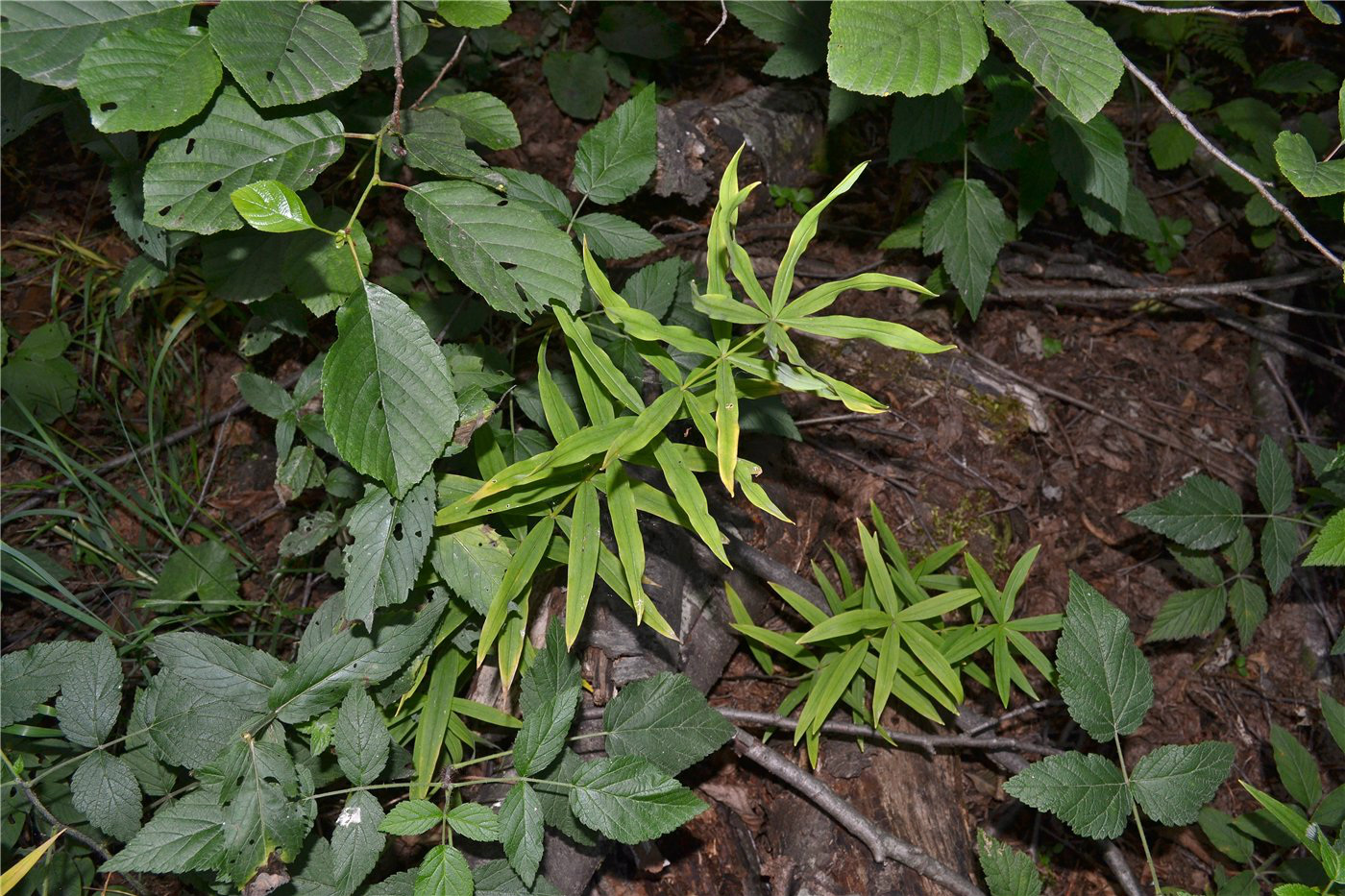 Image of Polygonatum verticillatum specimen.